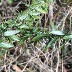 Genista germanica Leaf