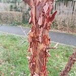 Acer griseum Rinde