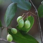 Microcos schmitzii Frucht