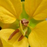 Senna macranthera Flower