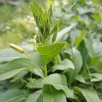 Oenothera parvifloraBlatt