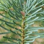 Abies concolor Листок