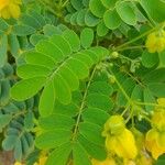 Senna surattensis Hoja
