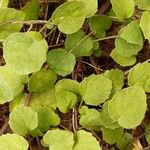 Fuchsia procumbens List