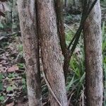 Vaccinium parvifolium Bark