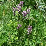Pedicularis rostratospicata 形態