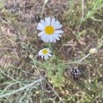 Anthemis arvensisFlor