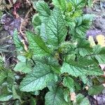 Brassica juncea Hoja