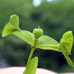 Euphorbia stricta Floare