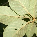 Handroanthus chrysanthus 叶