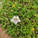 Asystasia gangetica Flor