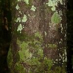 Dodecastigma integrifolium 树皮