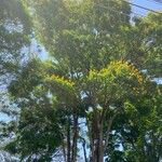 Caesalpinia pluviosa Leaf