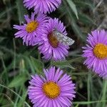 Erigeron caucasicus Fiore