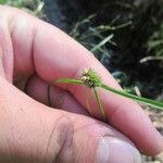 Cyperus hortensis Hábito