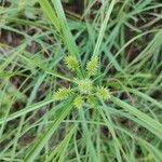 Cyperus strigosusKvět