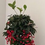 Skimmia japonicaList