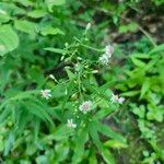 Symphyotrichum lateriflorum Flors