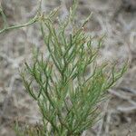 Limonium bellidifolium Ŝelo