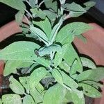Salvia officinalis Лист