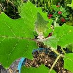 Solanum quitoense Levél