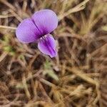 Vigna frutescens Blomma