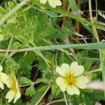 Potentilla rectaFlor