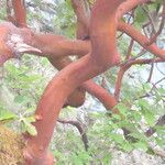 Arbutus menziesii Bark