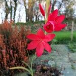 Hesperantha coccinea 花