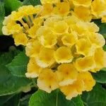 Lantana camaraപുഷ്പം