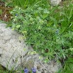 Alchemilla alpigena Blüte