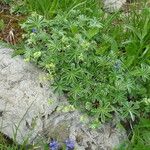 Alchemilla alpigena Квітка