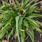 Allium paradoxum Хабит