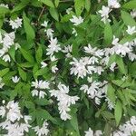 Deutzia gracilisЦветок