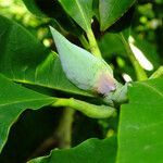 Magnolia tripetala Hostoa