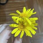 Euryops chrysanthemoidesFlower