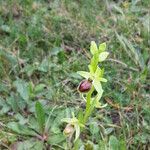 Ophrys arachnitiformis മറ്റ്