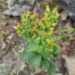 Inula conyza Fula