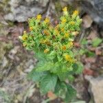 Inula conyza Flor