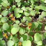 Fuchsia procumbens List