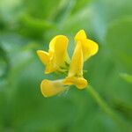 Medicago arabica Flor