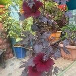 Hibiscus acetosella Λουλούδι