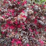 Loropetalum chinense Hostoa