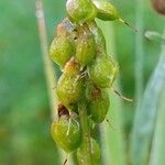 Melilotus altissimus Fruit