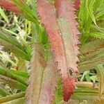 Physostegia virginiana Blatt