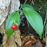 Ruscus hypophyllum Frucht