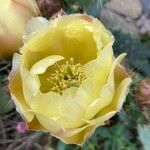 Opuntia phaeacantha 花