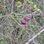 Myrsine africana Fruitua
