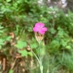 Dianthus giganteus Кветка