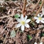 Anemone nemorosaFiore